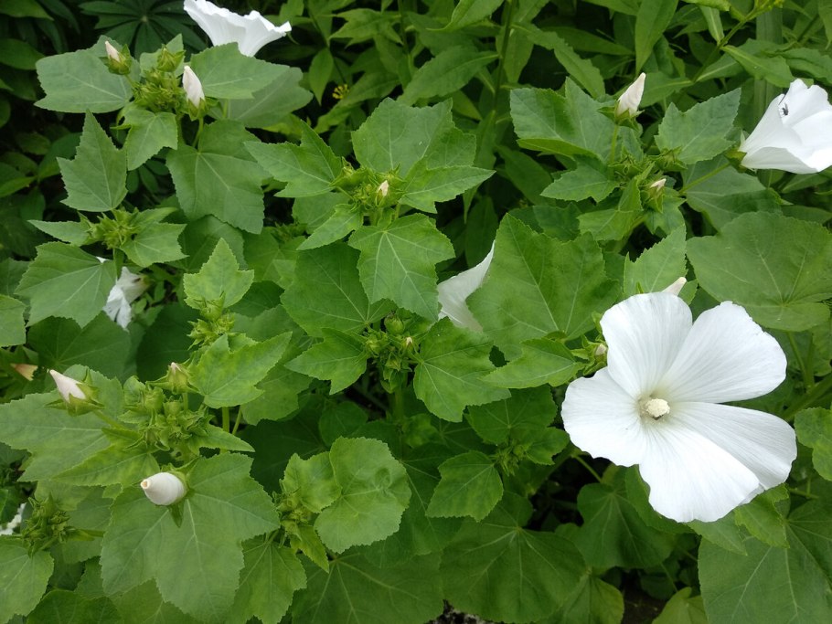 Мальва мускусная белая