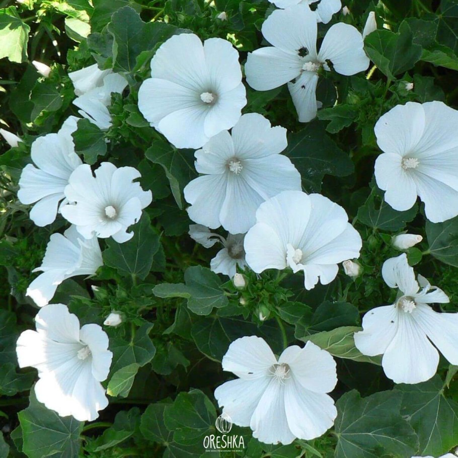 Лаватера Монблан