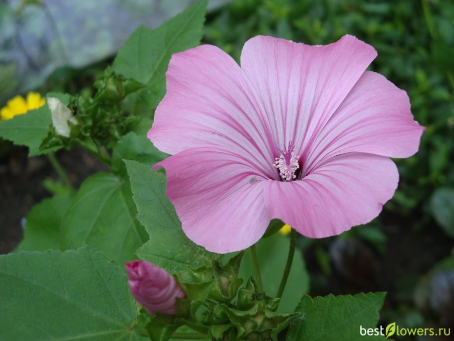 Лаватера Монблан