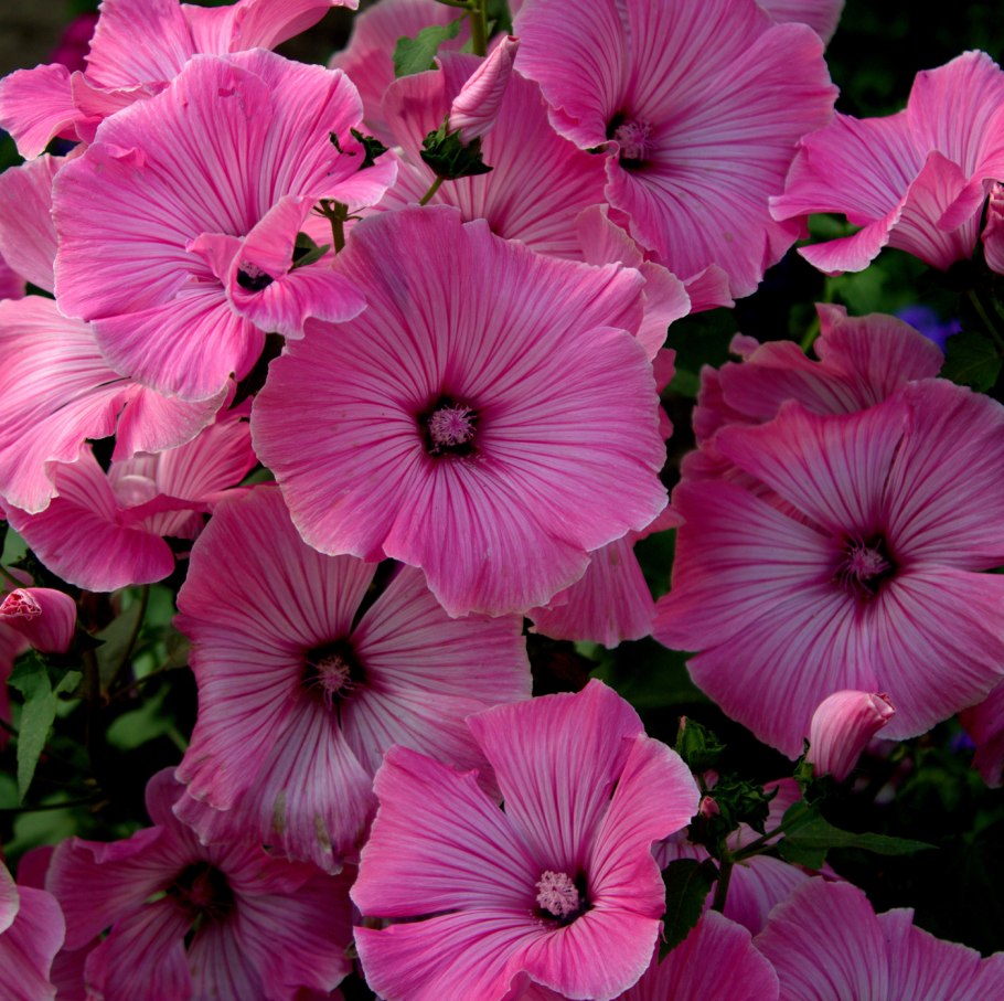 Цветок лаватера хатьма белая