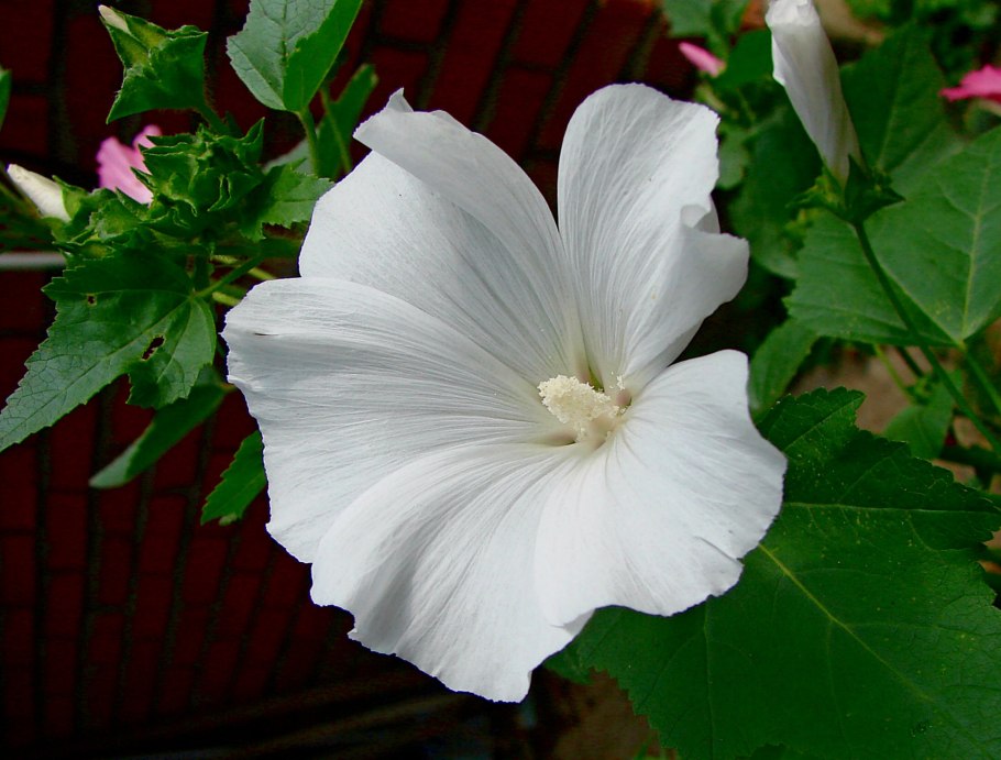 Лаватера Уайт Шеруб