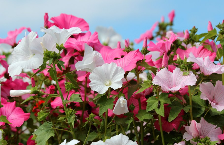 Лаватера Сильвер кап