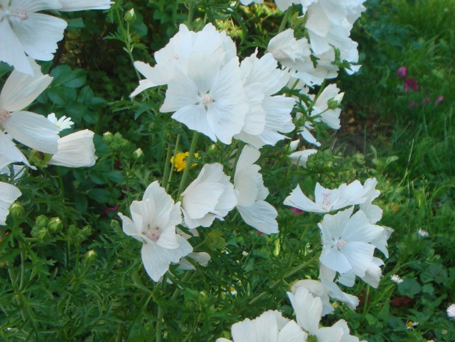 Лаватера красотка красная семена