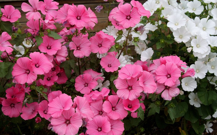 Мальва лаватера