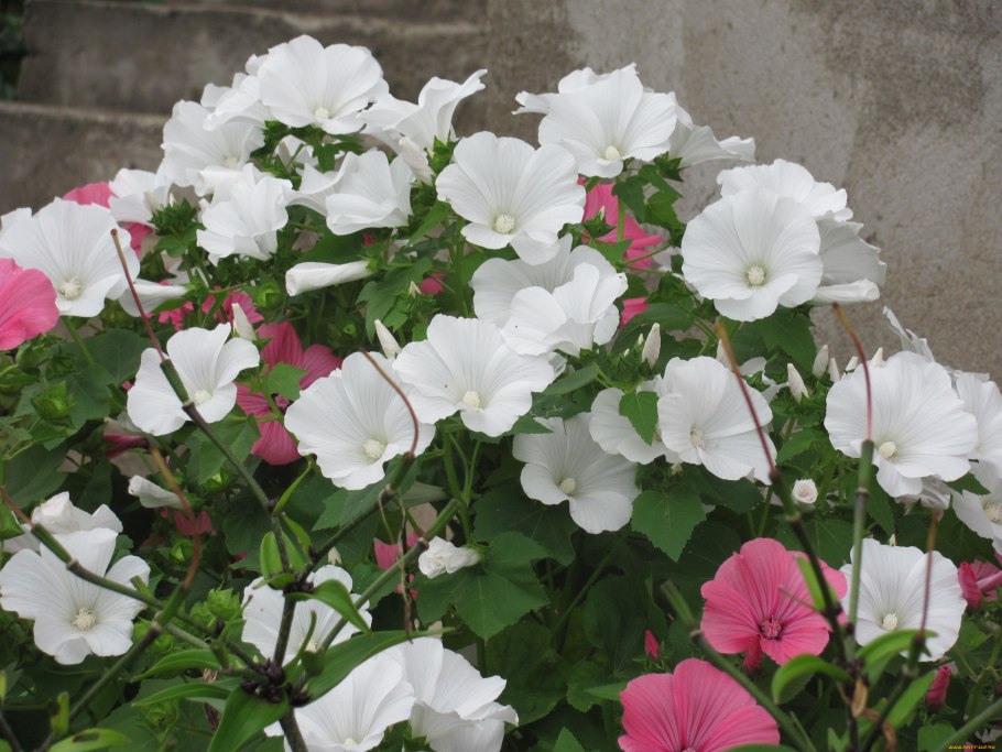 Хатьма тюрингенская белая