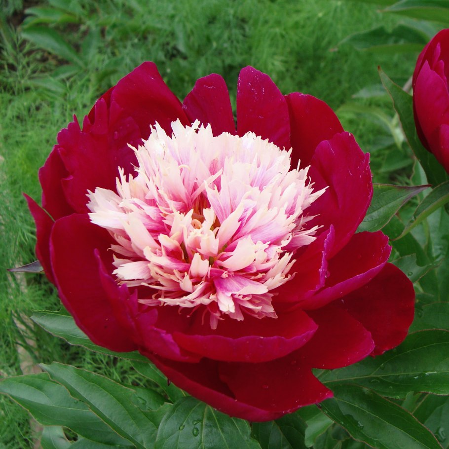 Пион Уайт кэп White cap