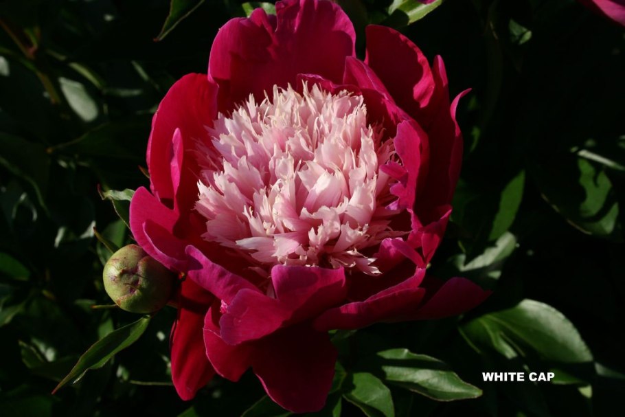 Пион Монблан