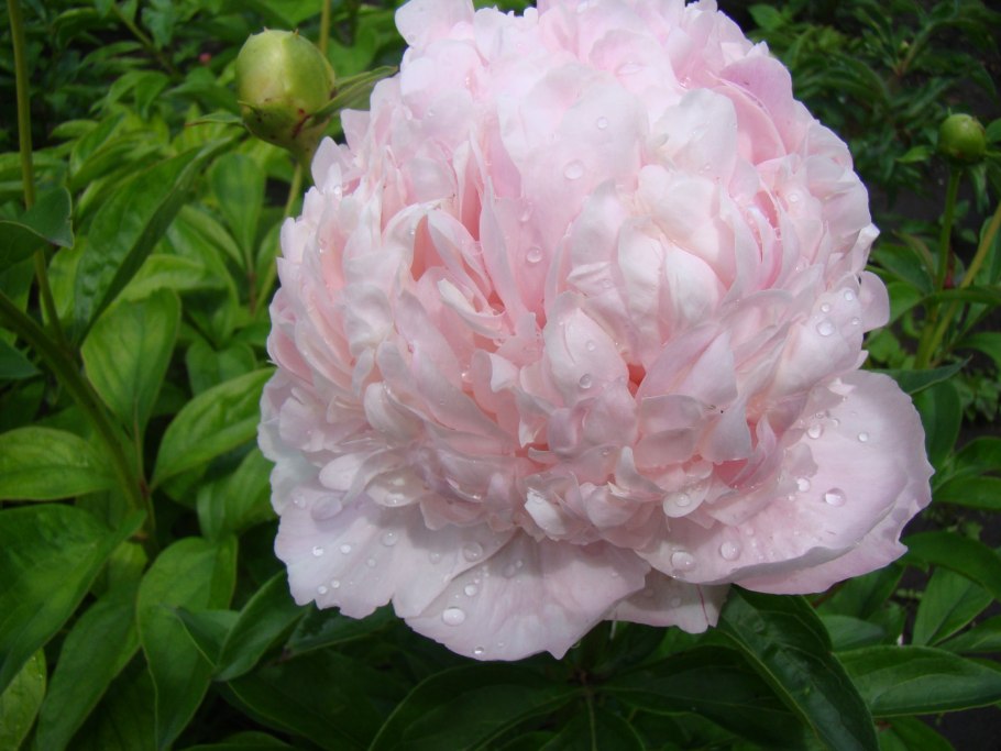 Пион Уайт кэп