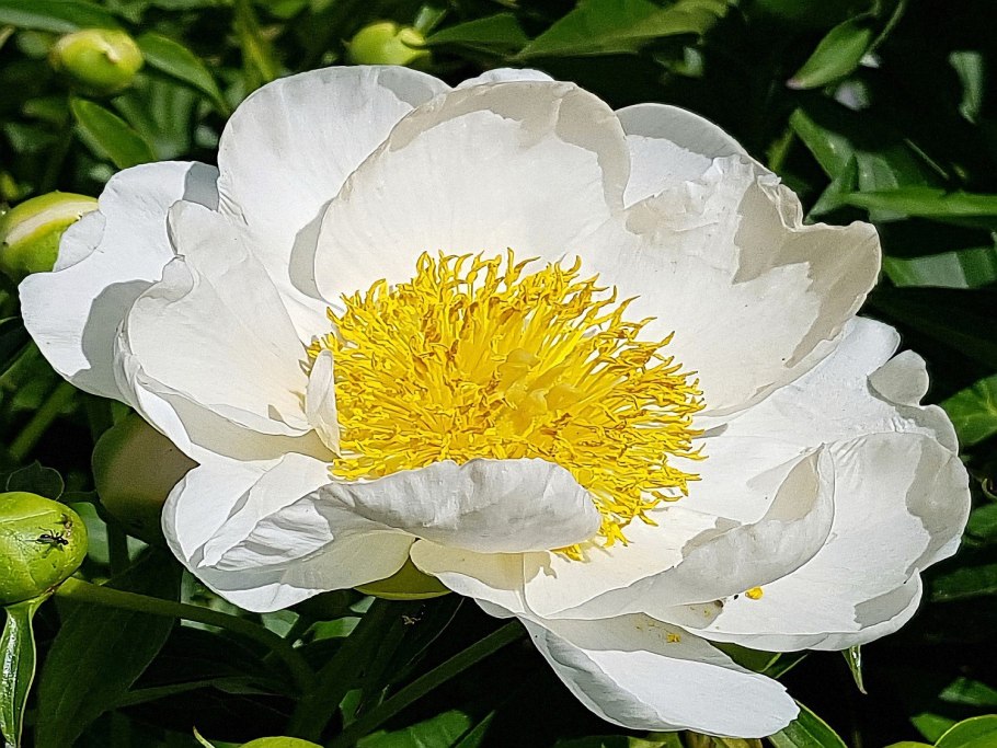 Пион молочноцветковый Вайт кэп