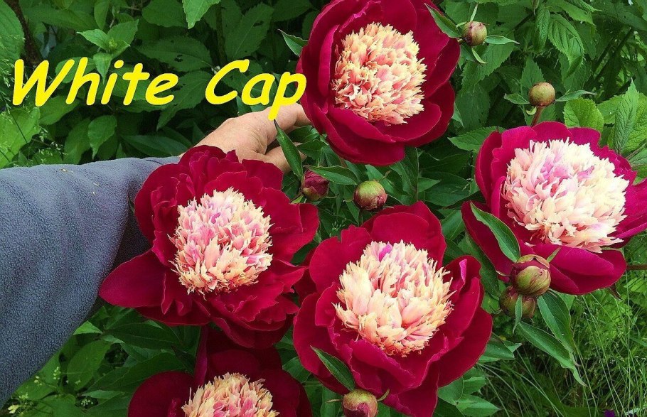 Пион молочноцветковый Уайт Дабл