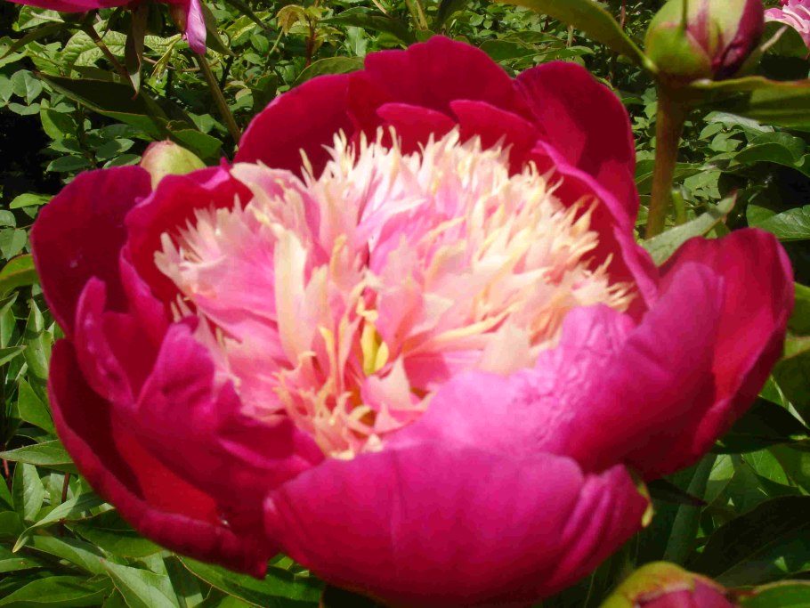 Пион молочноцветковый Ширли Темпл