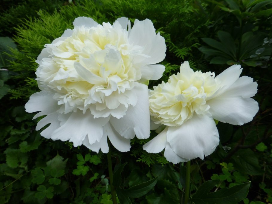 Пион травянистый White cap