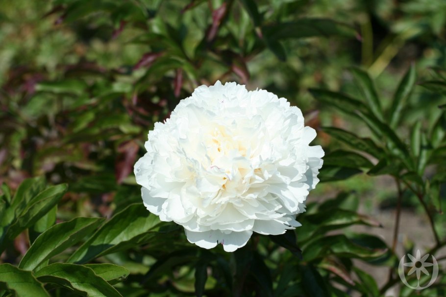 Пион молочноцветковый White cap