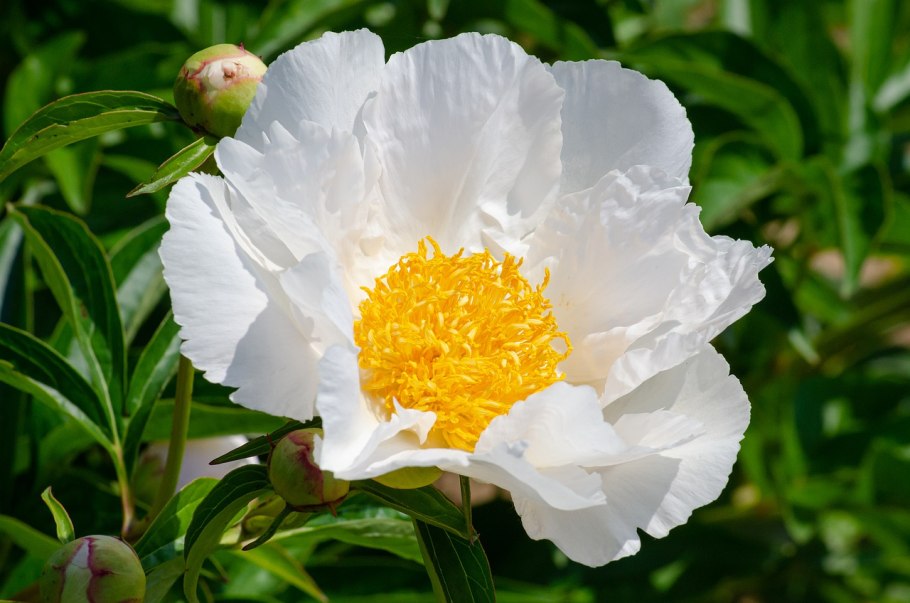 Пион молочноцветковый Уайт Дабл