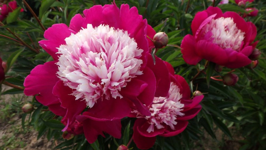 Пион Уайт кэп