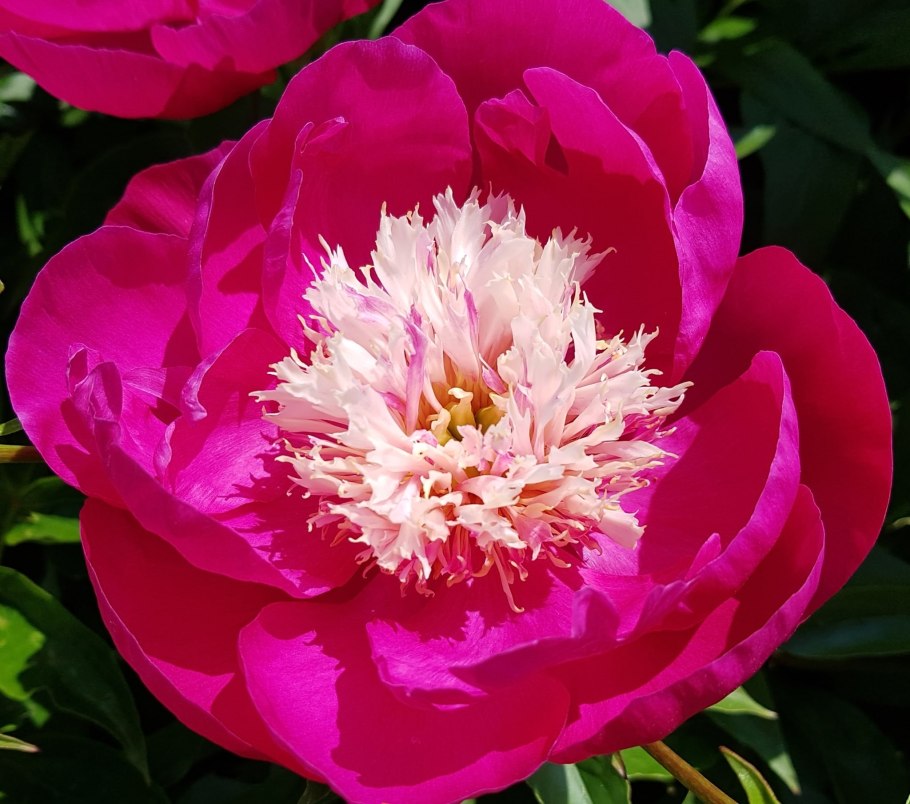 Пион Уайт кэп