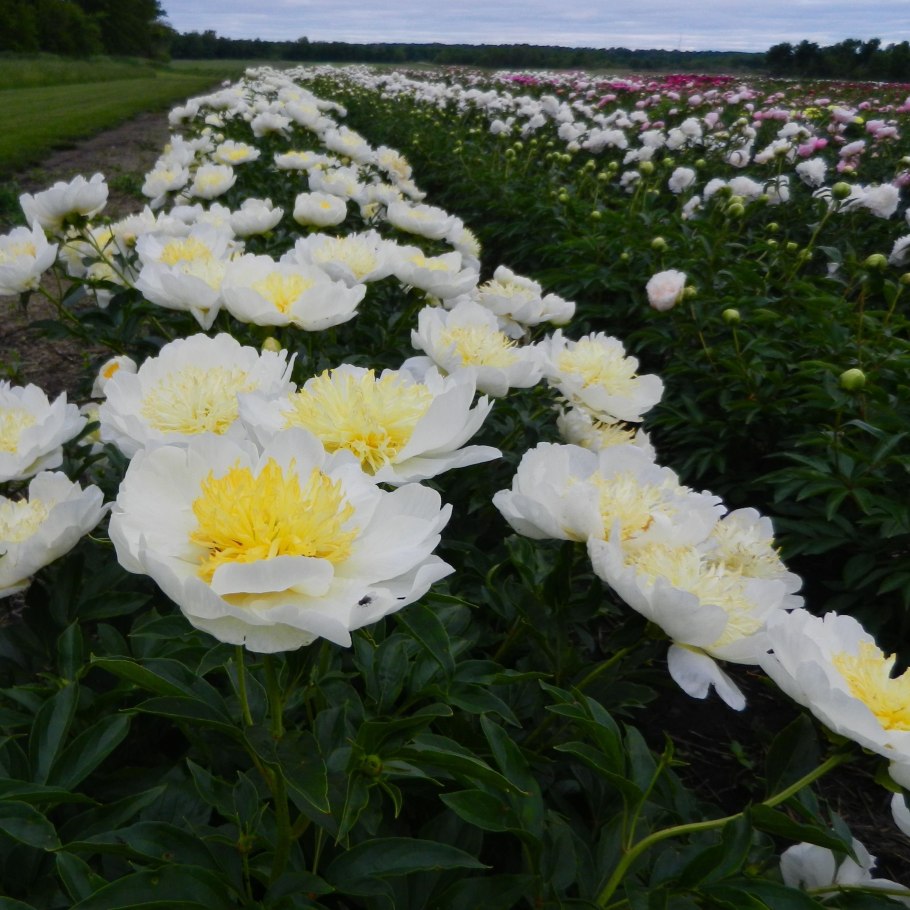 Пион сорт Императорский