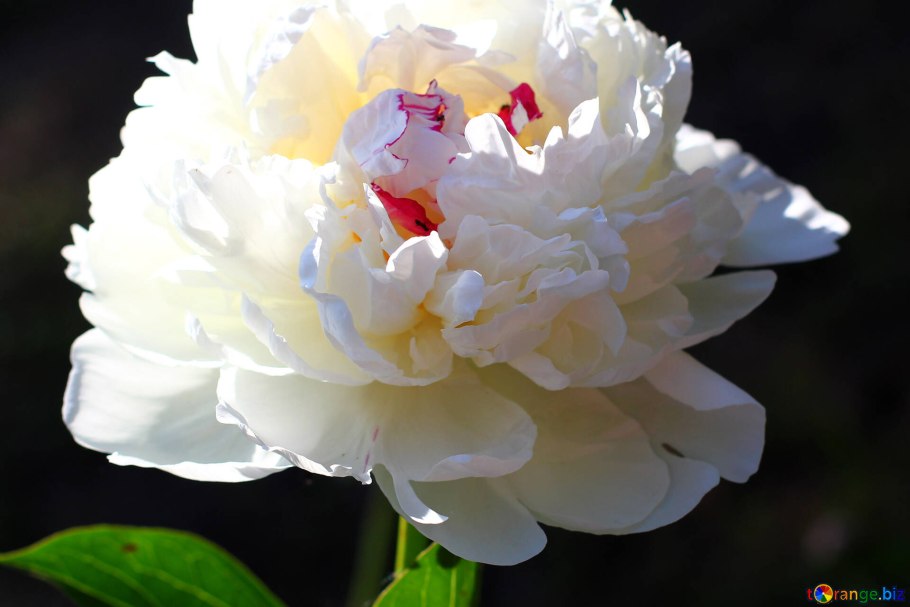 Пион Алиса Хардинг