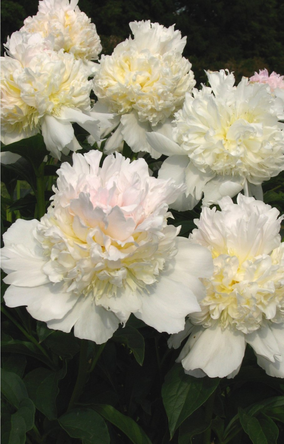 Пион мадам Кало