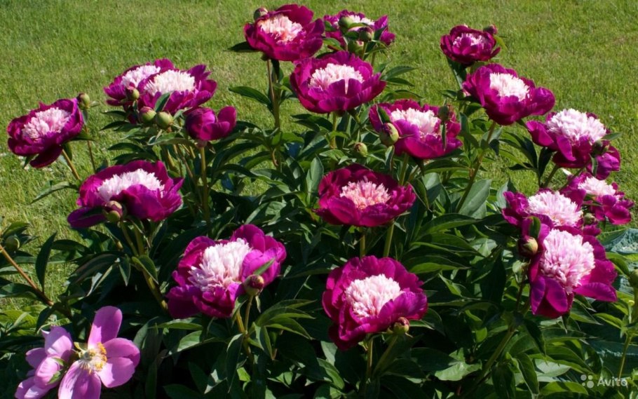 Александр Жуков пионы