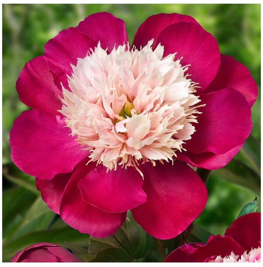 Пион Уайт кэп