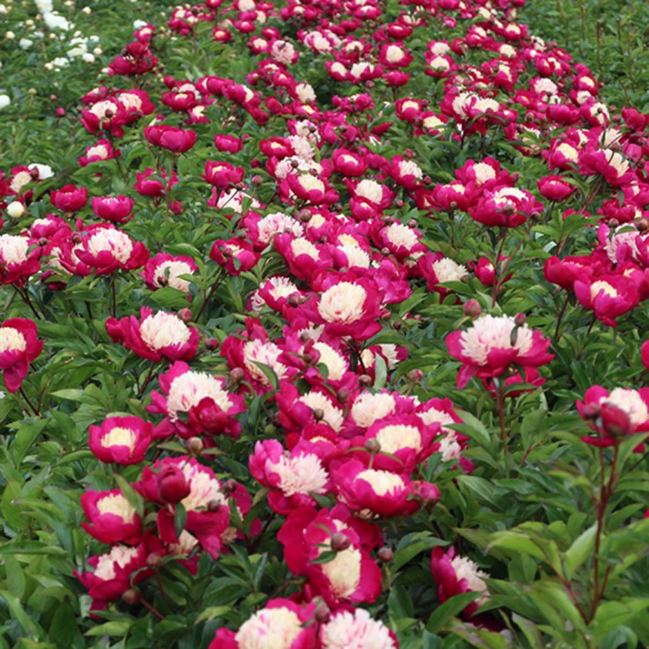 Пион Уайт кэп