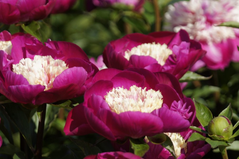 Пион Уайт Чарм