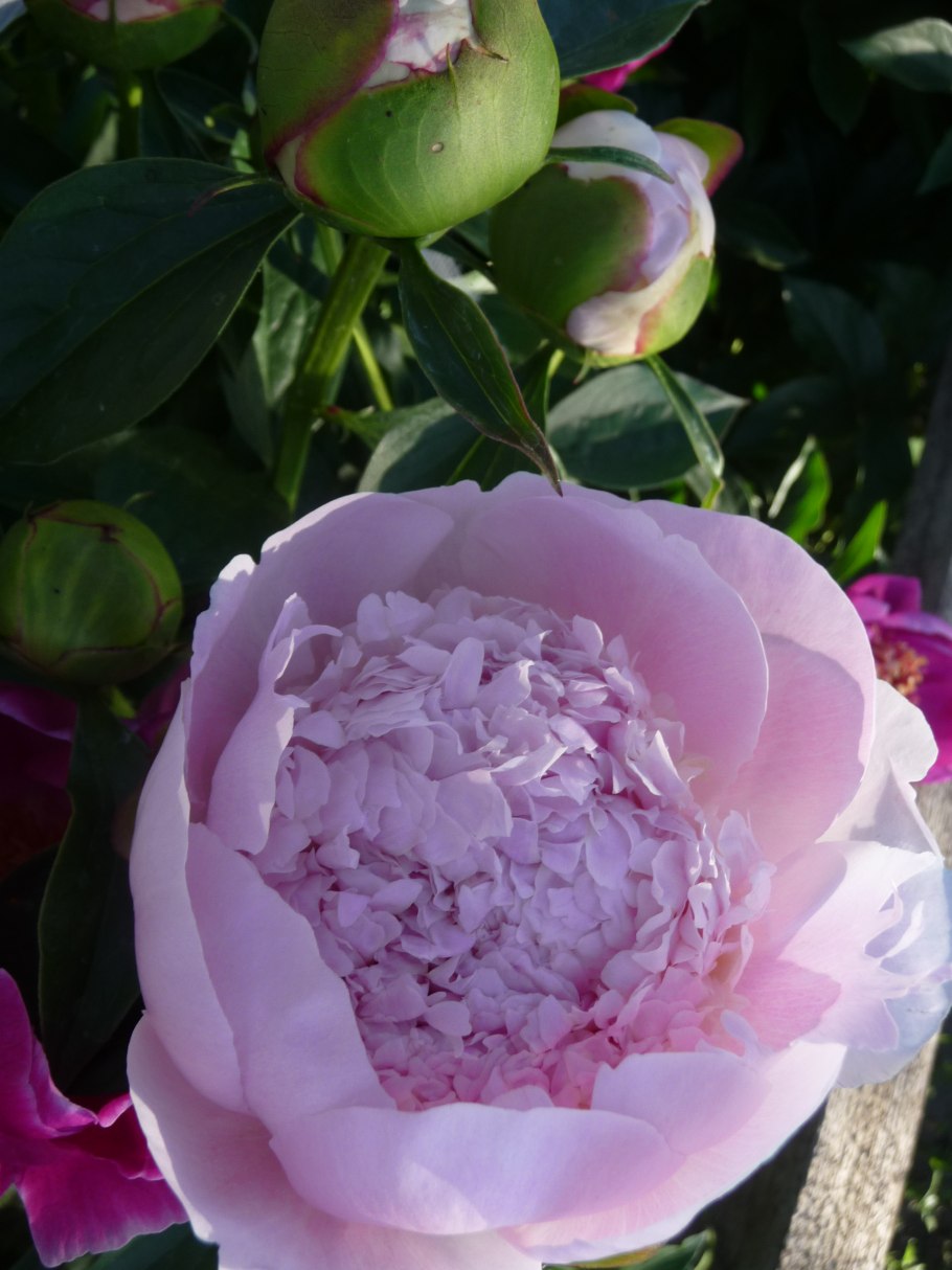 Пион Белоцветущий