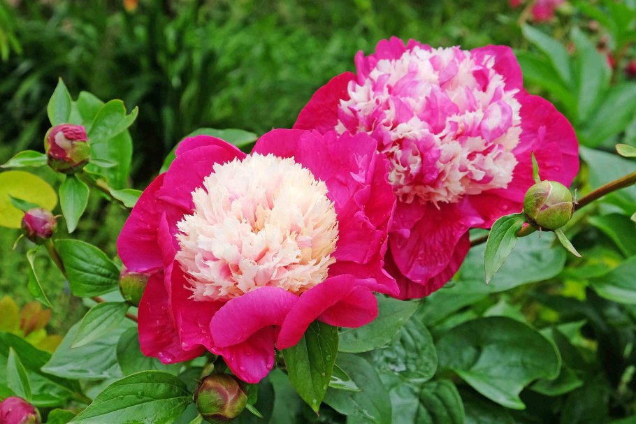 Пион молочноцветковый селебрити