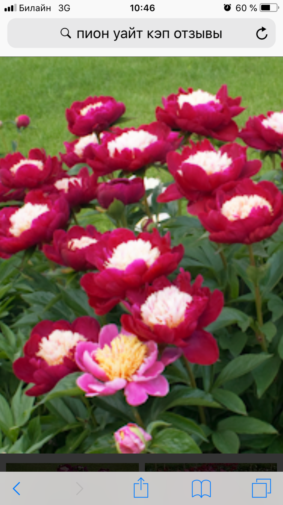 Пион белый лебедь