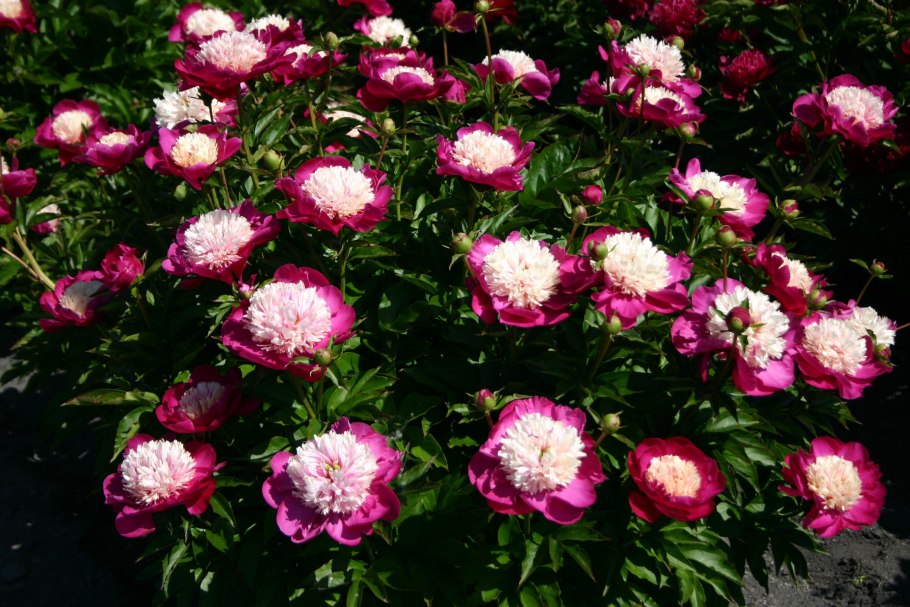 Пион молочноцветковый Уайт кэп