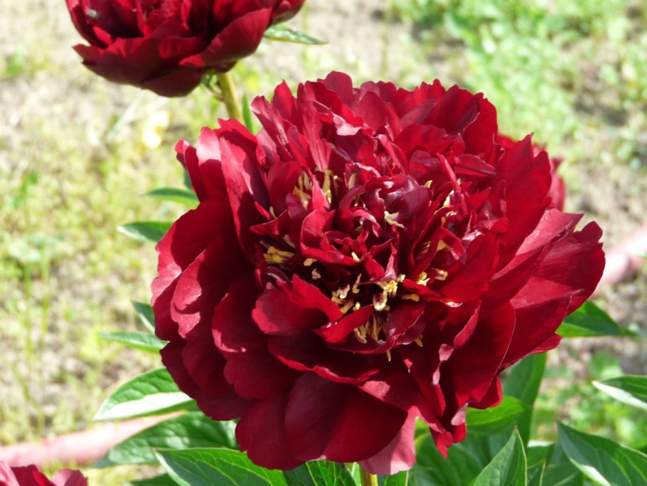 Пион Алма-Ата