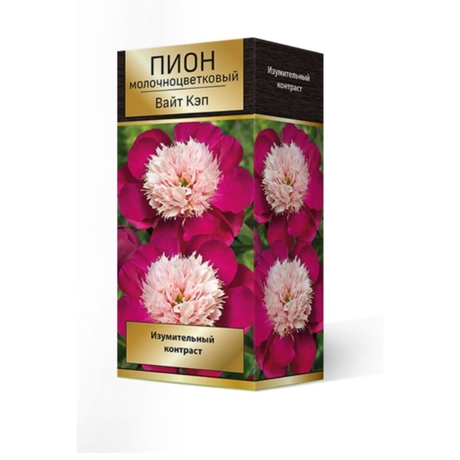 Пион Charlies White