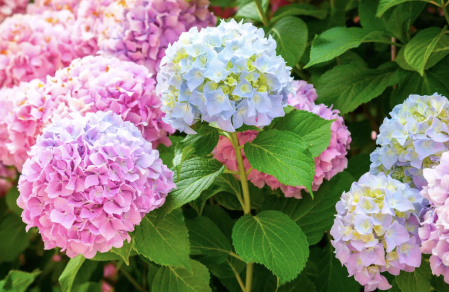 Гортензия гидрангея