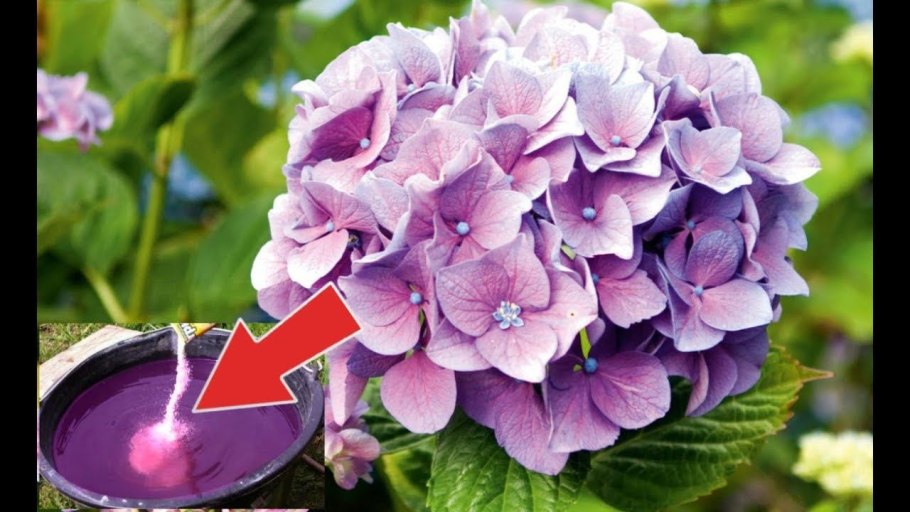 Гортензия Сабрина крупнолистная