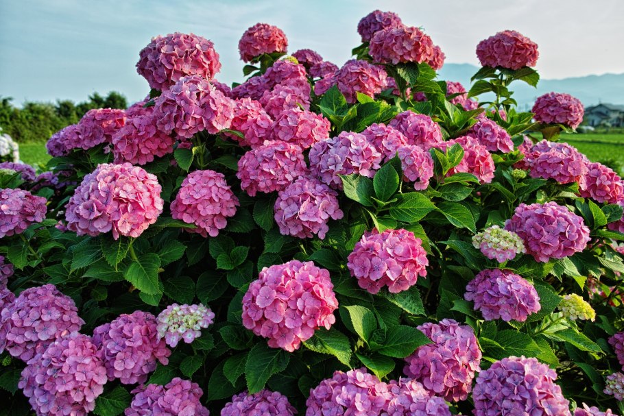 Доппио роза гортензия крупнолистная