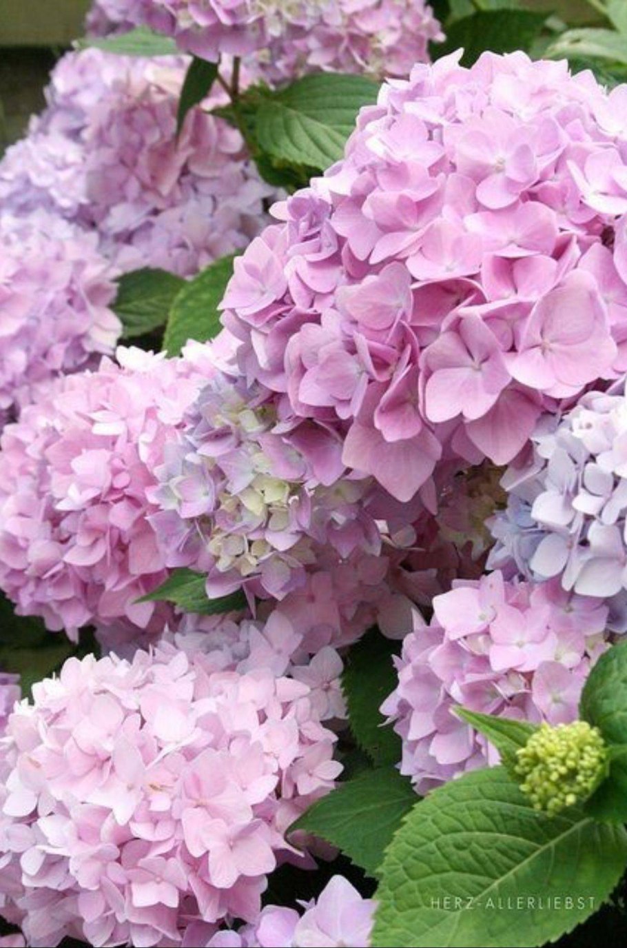 Гортензия крупнолистная 'Fasan'