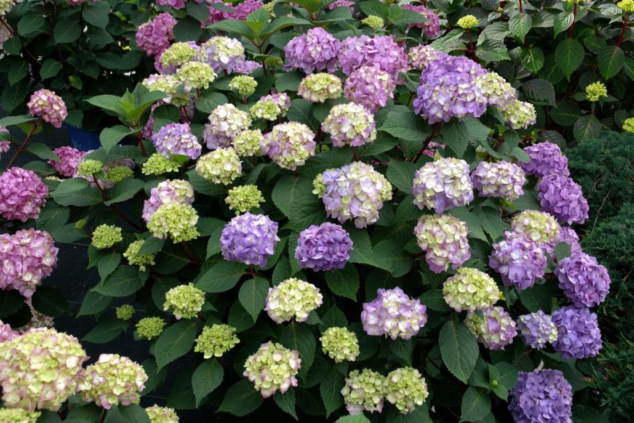 Гортензия крупнолистная Блумстар