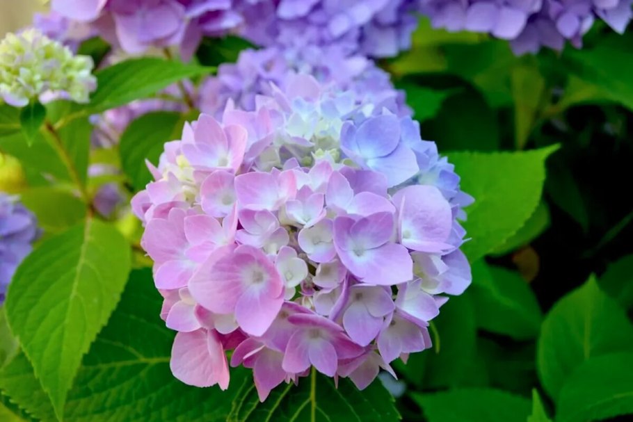 Гортензия Саманта крупнолистная