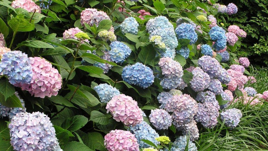 Гортензия крупнолистная Шнеебол