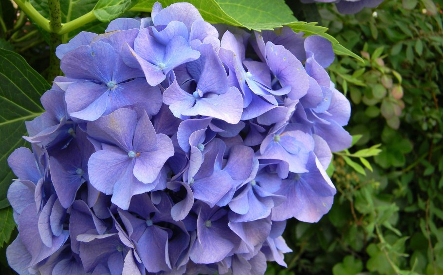 Гортензия крупнолистная Бенилюкс