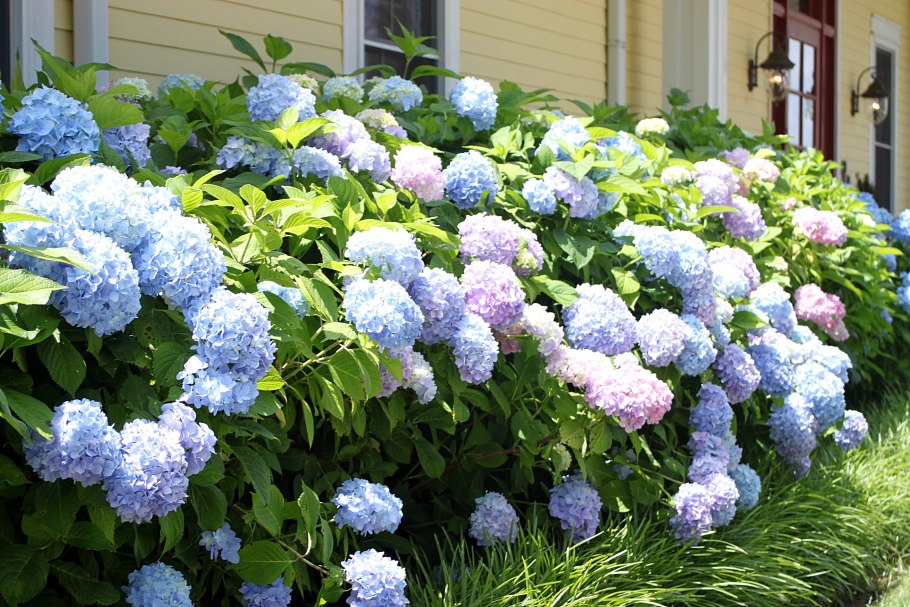 Гидрангия Аллюр