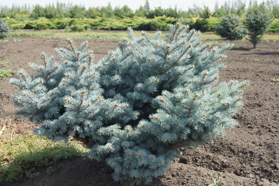 Ель канадская Коника