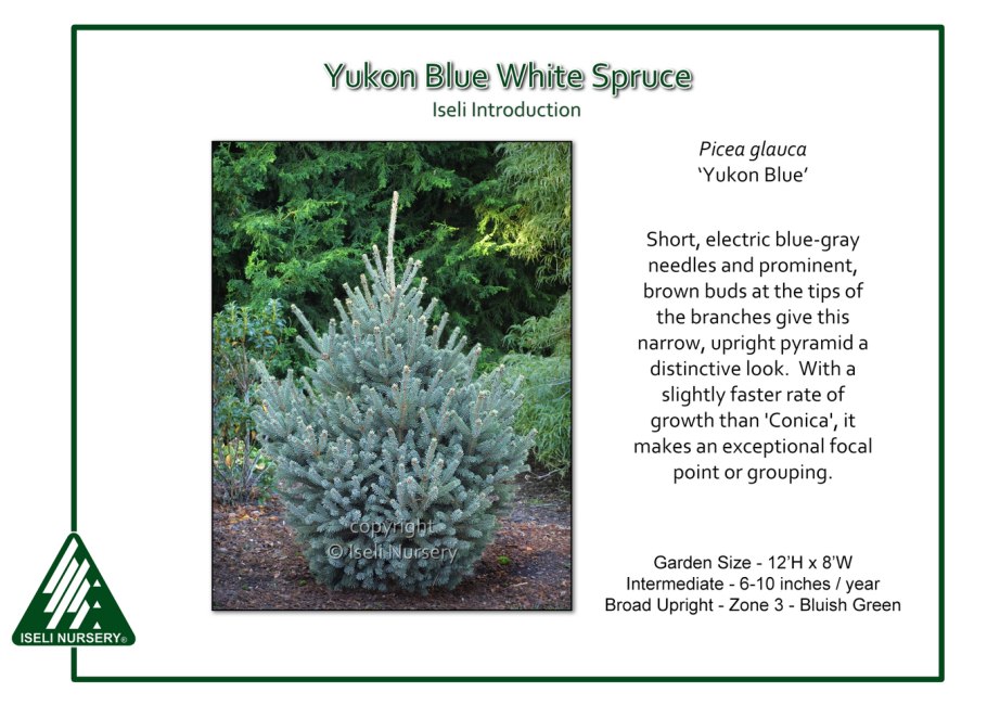 Саженцы с закрытой корневой системой