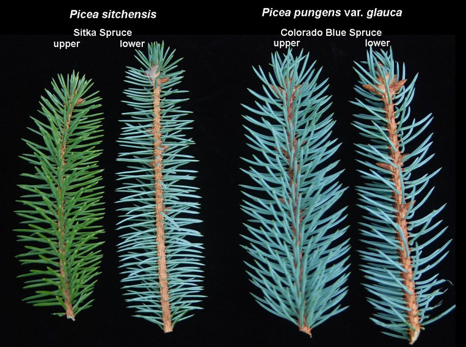 Ель голубая и обыкновенная отличия