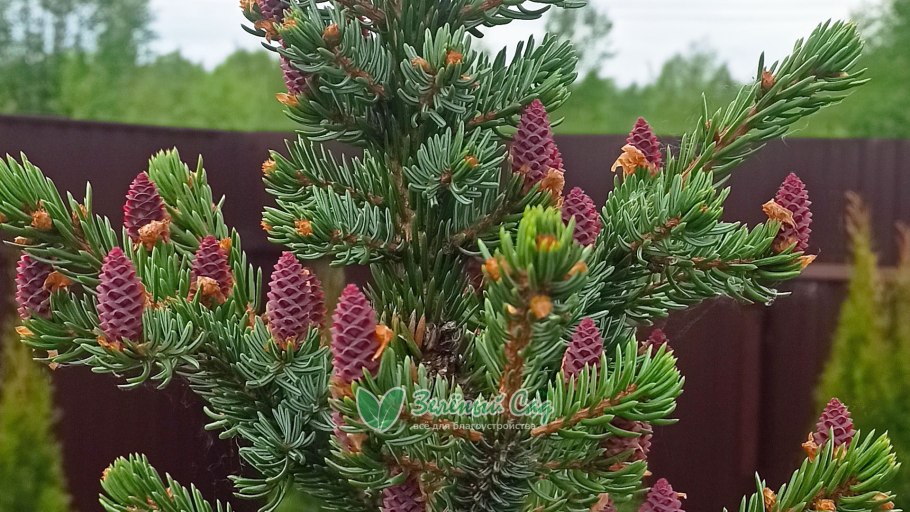 Picea pungens glauca globosa на штамбе