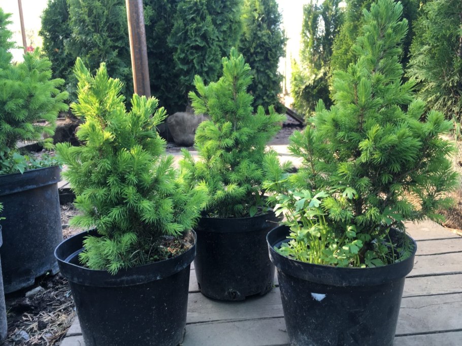 Ель колючая Kaibab