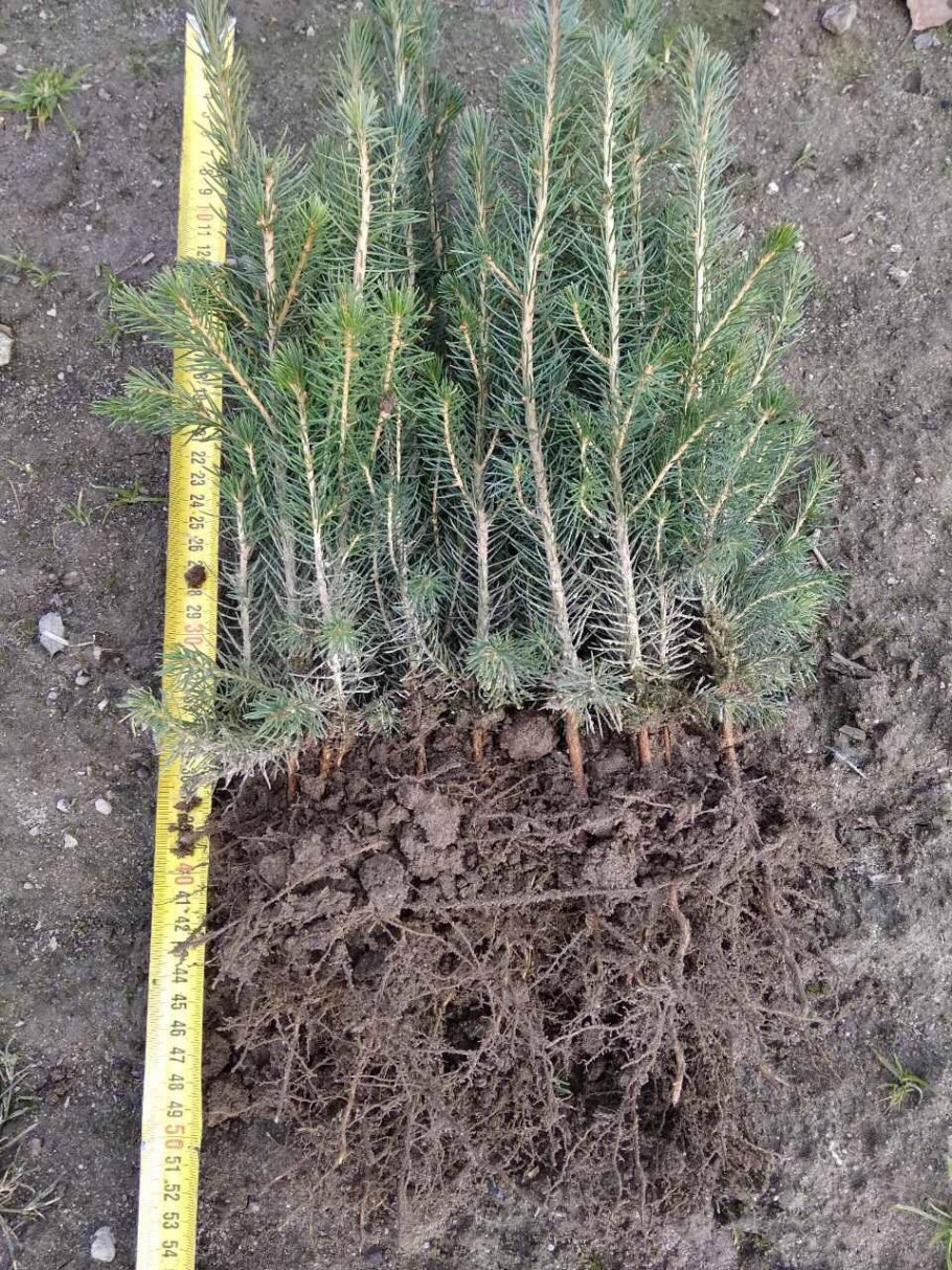 Ель канадская скорость роста