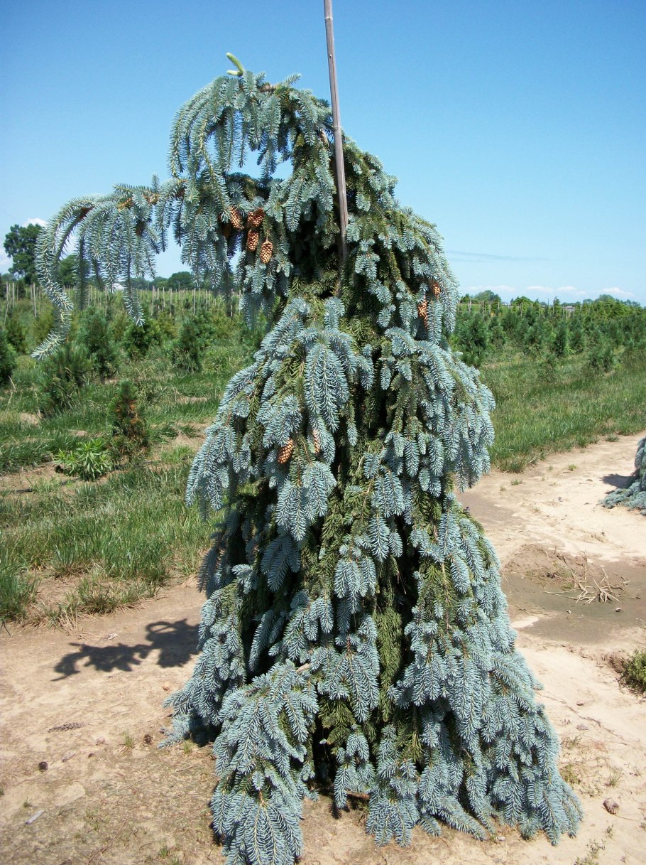 Ель Глаука Пендула