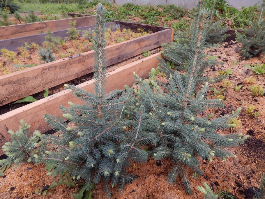 Ель Глаука Сан оф зе Скай